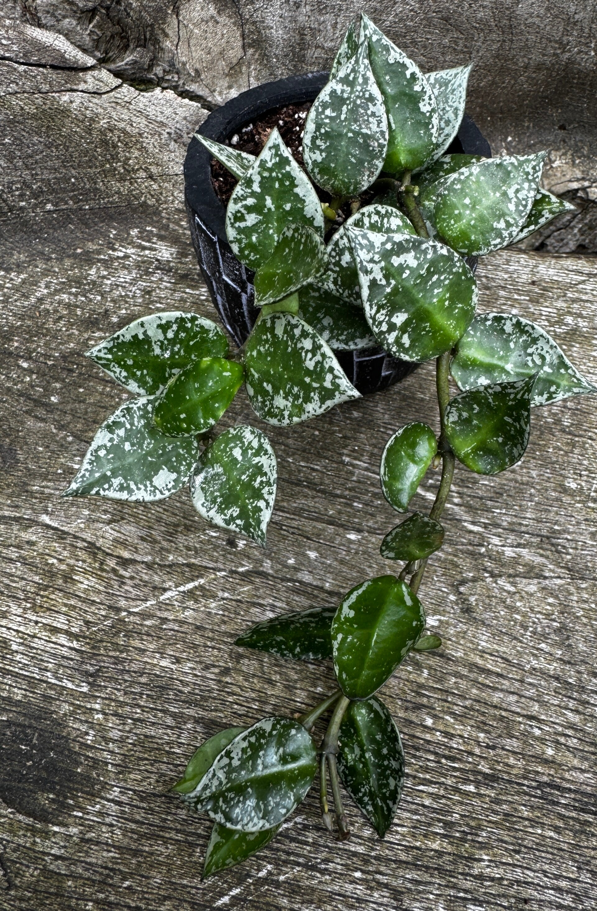 Hoya Krohniana Splash