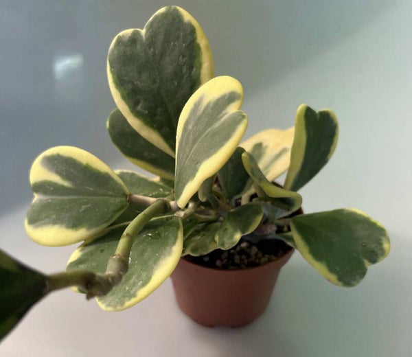 Hoya Kerrii Variegata