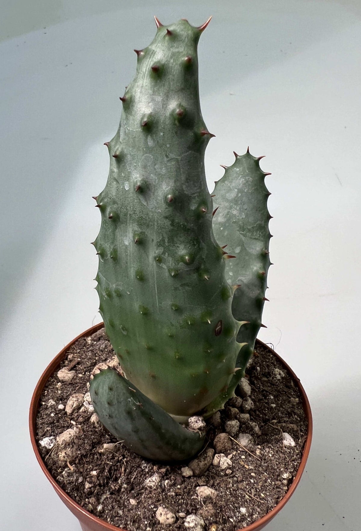 Aloe Aculeata | Rheingold Exotics