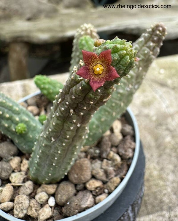 Echidnopsis Archeri