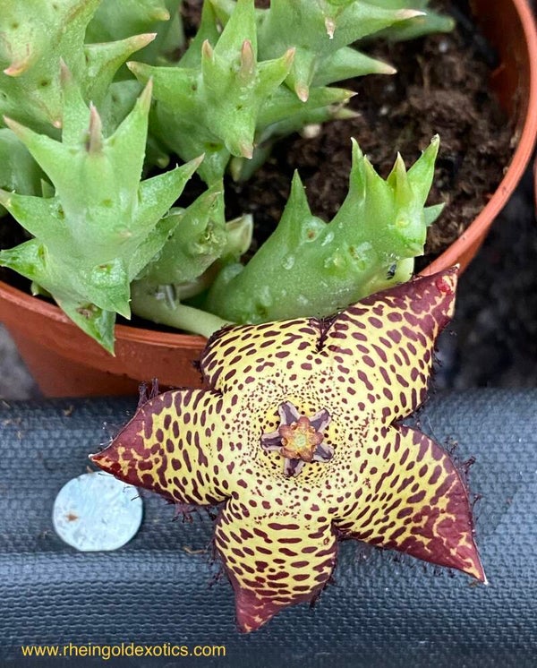 Orbea Speciosa