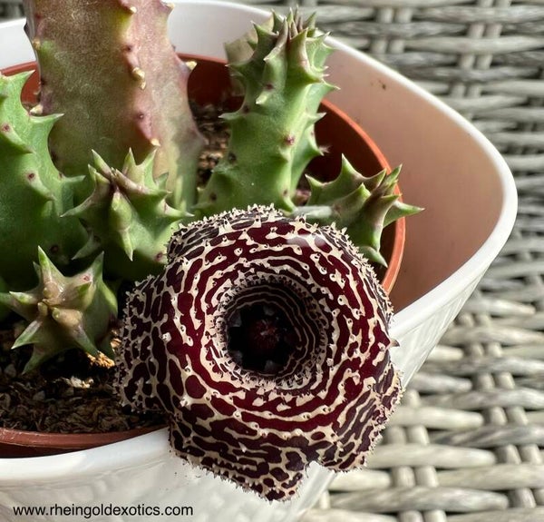 Huernia cv 'speckled John'
