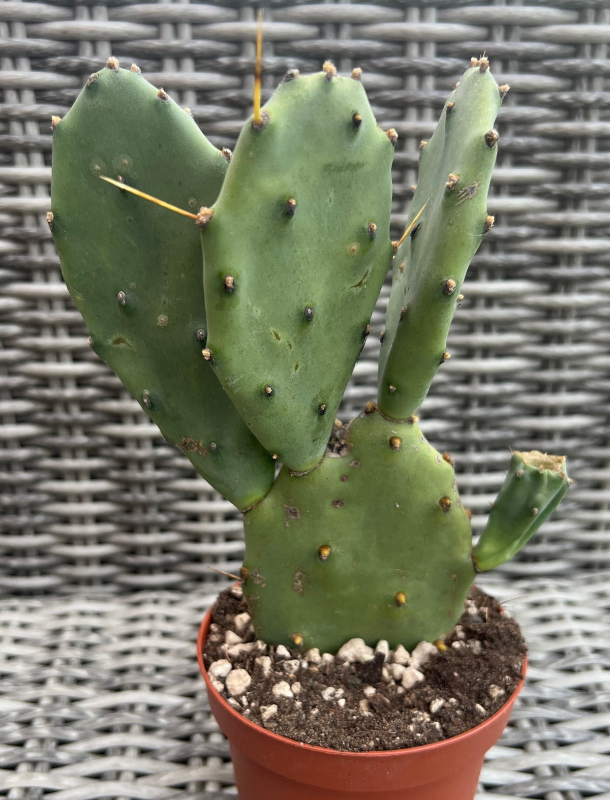 Opuntia Humifusa | Rheingold Exotics