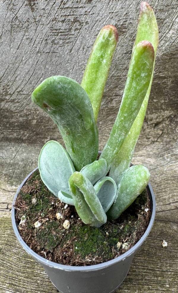 Kalanchoe Luciae 'Oricula'