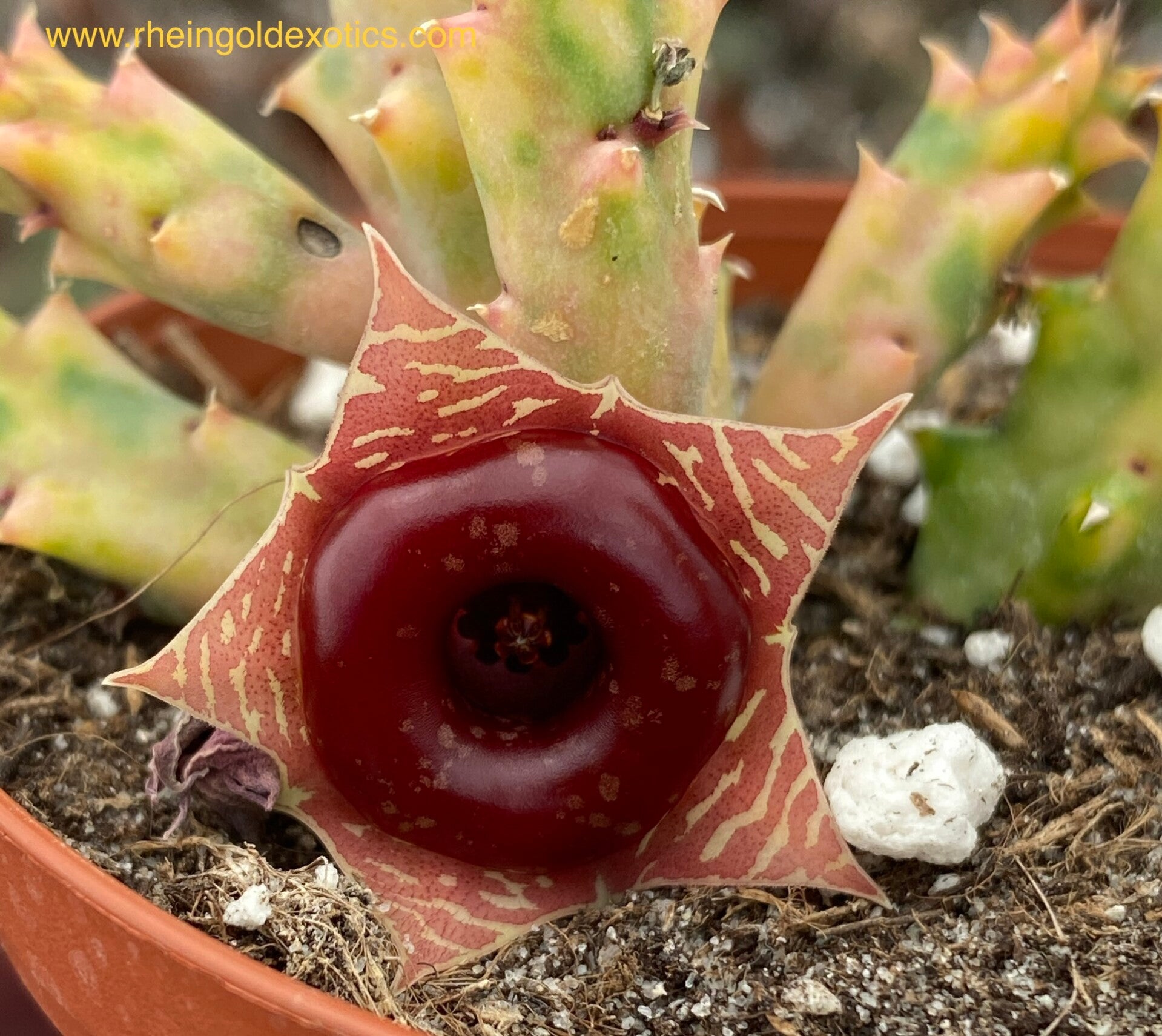 Huernia Zebrina Variegata