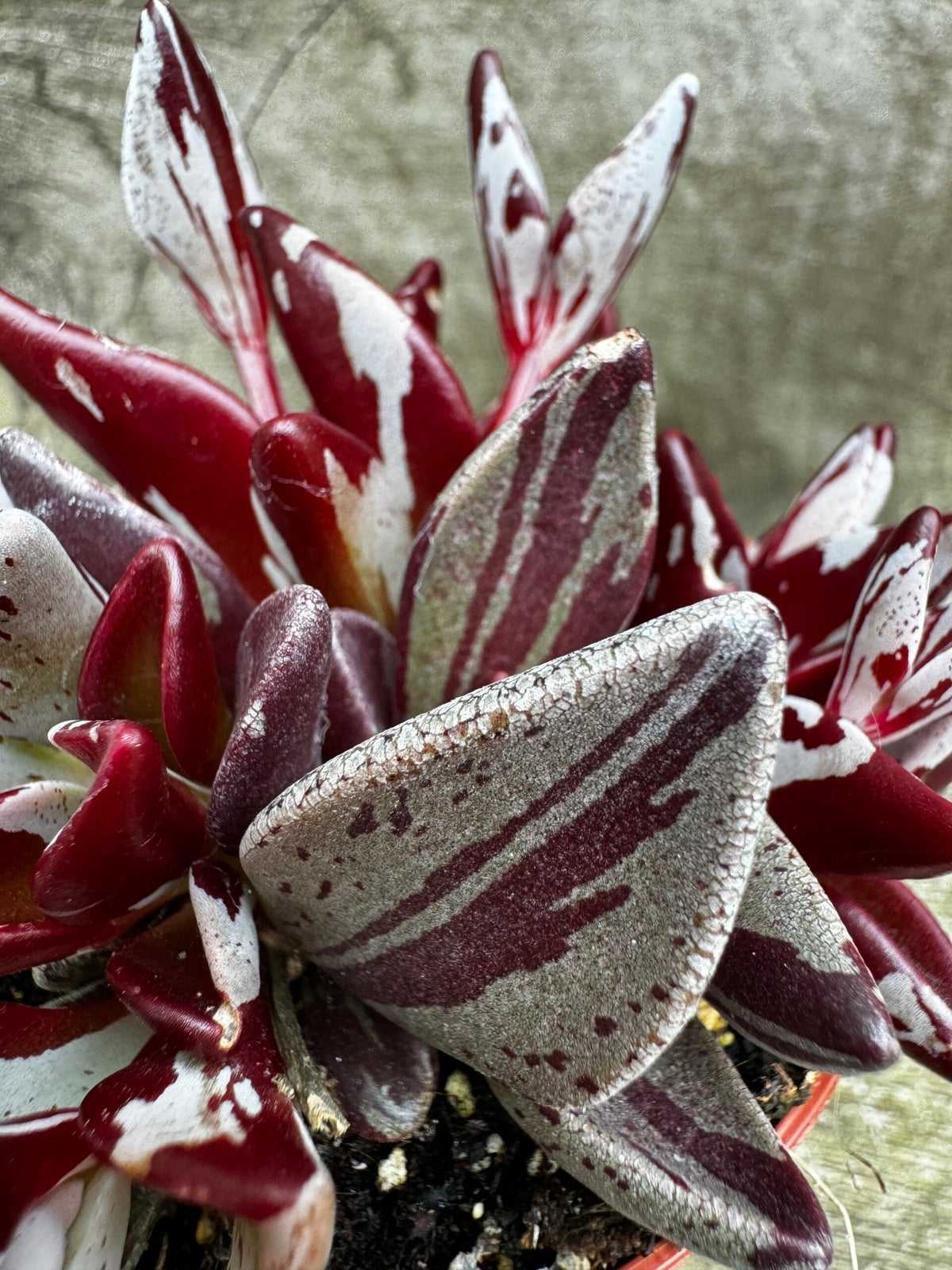 Lenophyllum Guttatum Red Variegata | Rheingold Exotics