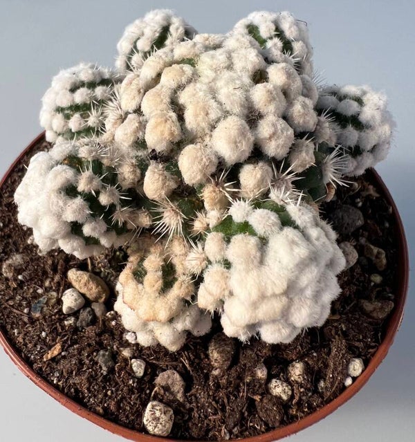 Mammillaria Gracilis cv Oruga