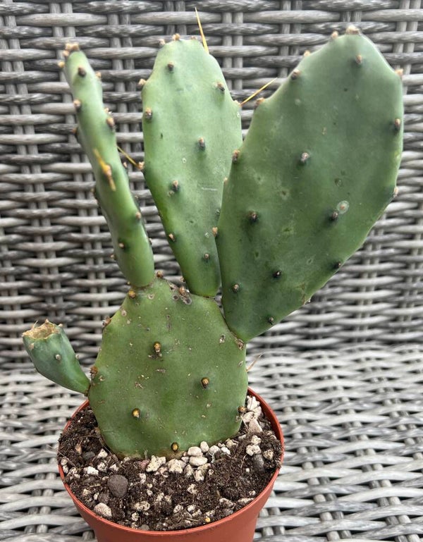 Opuntia Humifusa