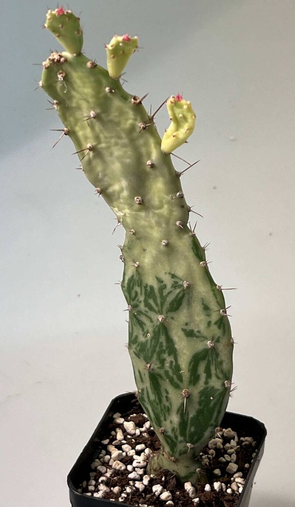 Opuntia Monacantha v monstruosa Variegata