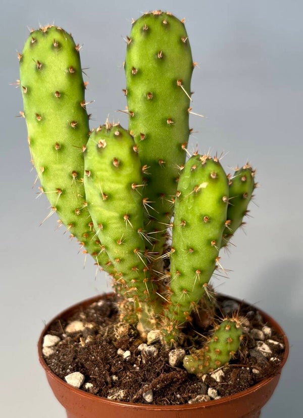 Opuntia Subcylindrica