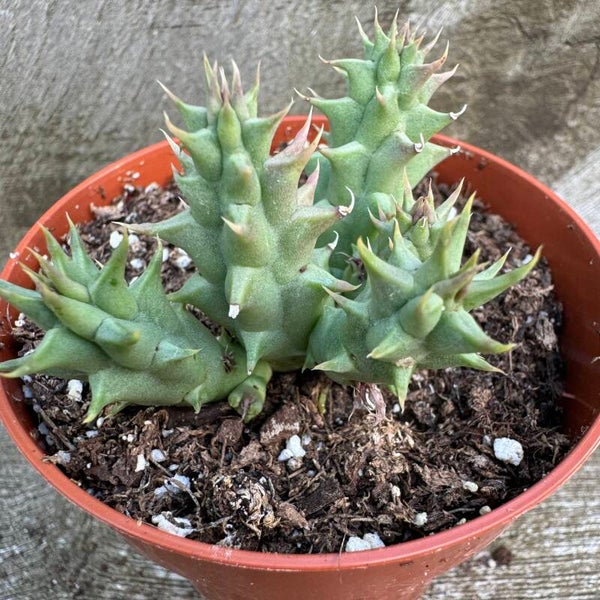 Orbea Semota ssp Lutea