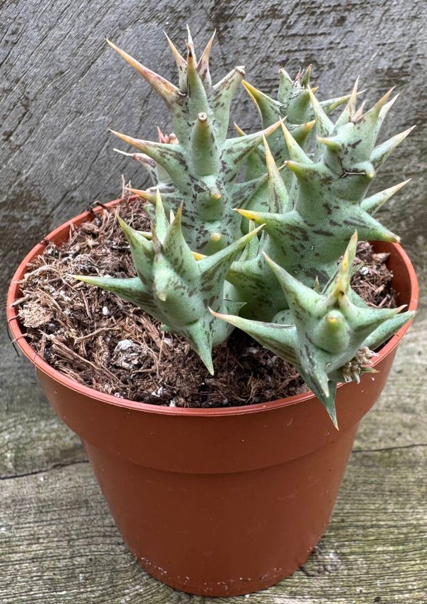 Orbea Caudata