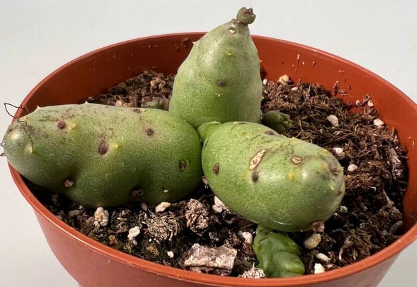 Piaranthus Barrydalensis