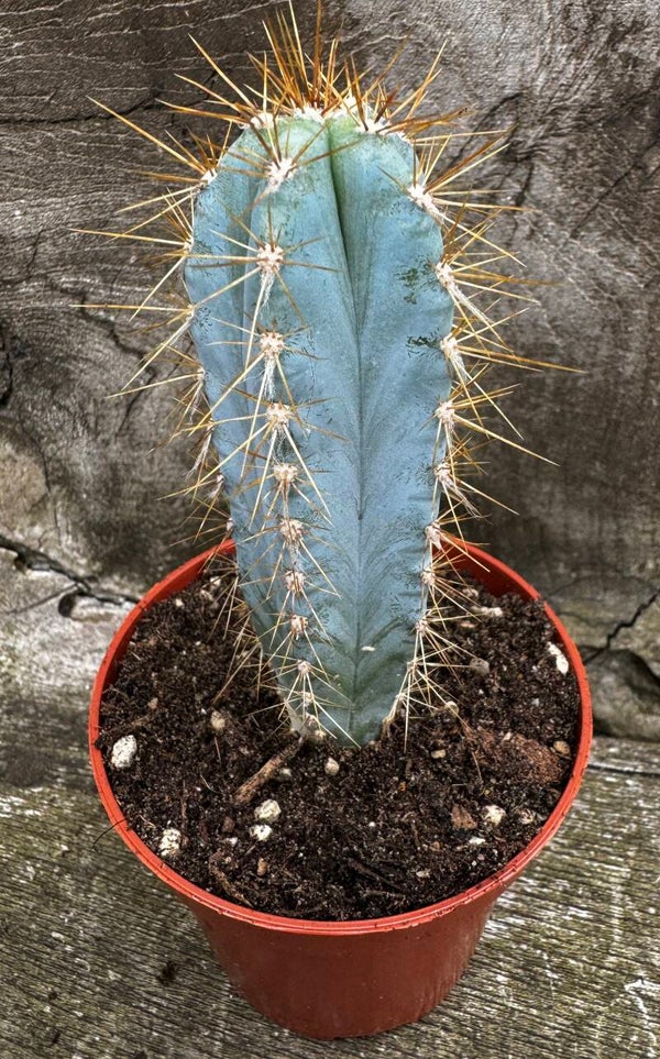 Pilosocereus Azures