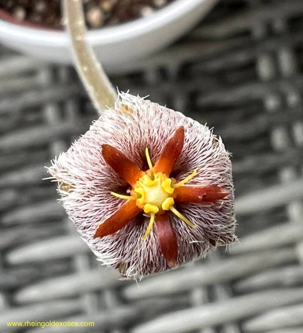 Stapelia Erectiflora