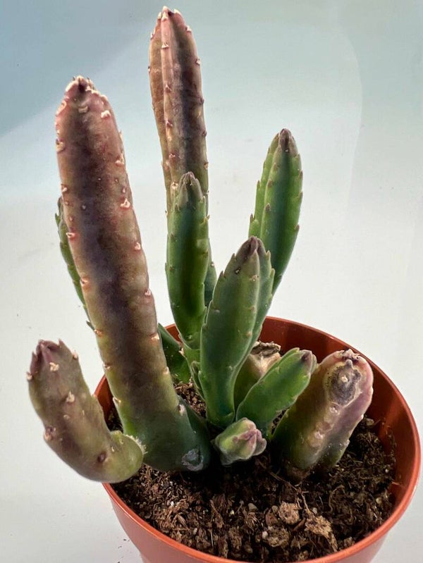 Stapelia Leendertziae