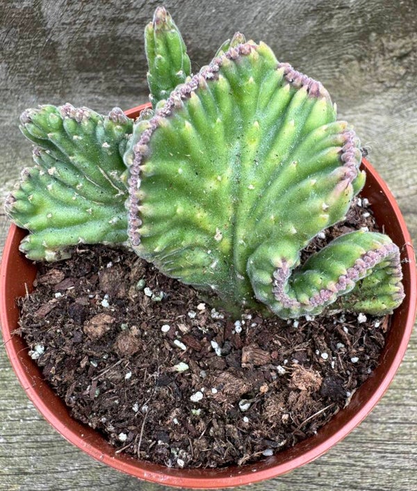 Stapelia Leendertziae Cristata Medium