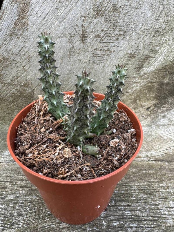Stapelianthus Hybride