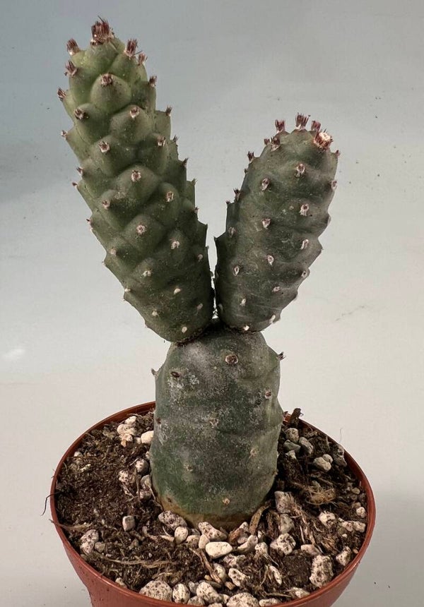Tephrocactus Articulatus