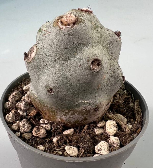 Tephrocactus Calvus