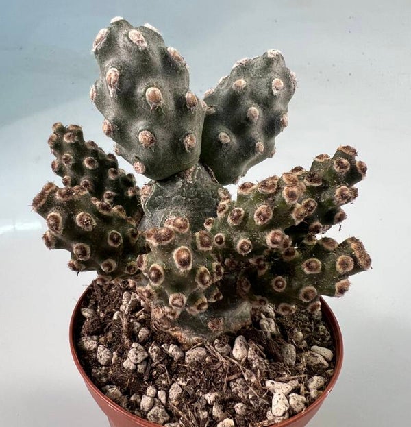Tephrocactus Molinensis