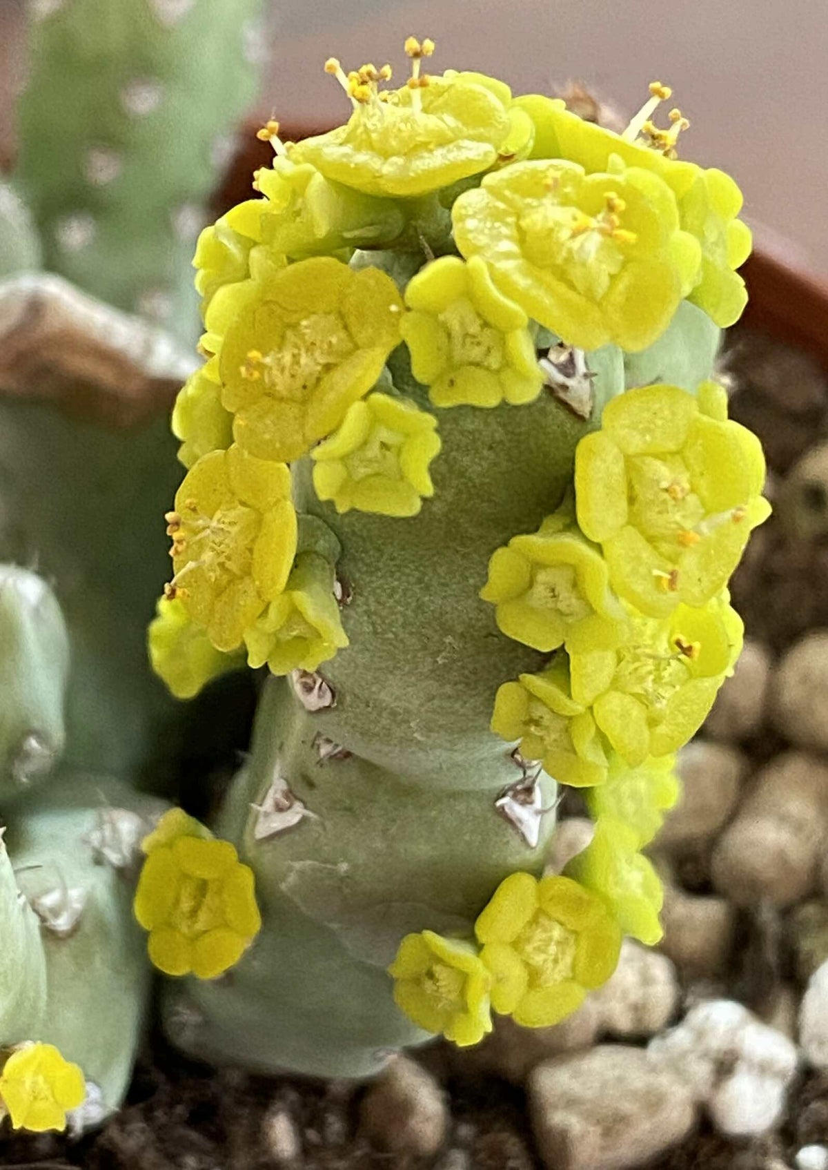 Euphorbia Debilispina Rheingold Exotics