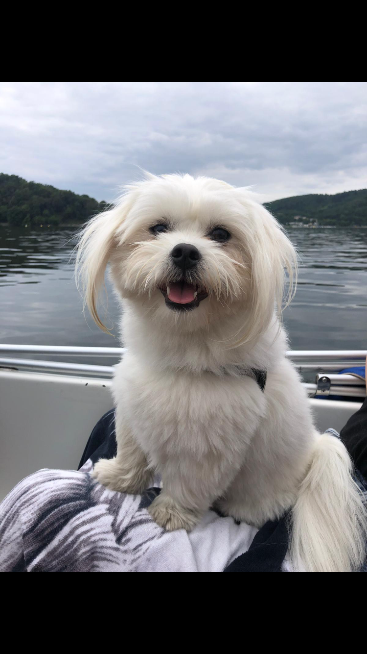 Originele foto van hondje