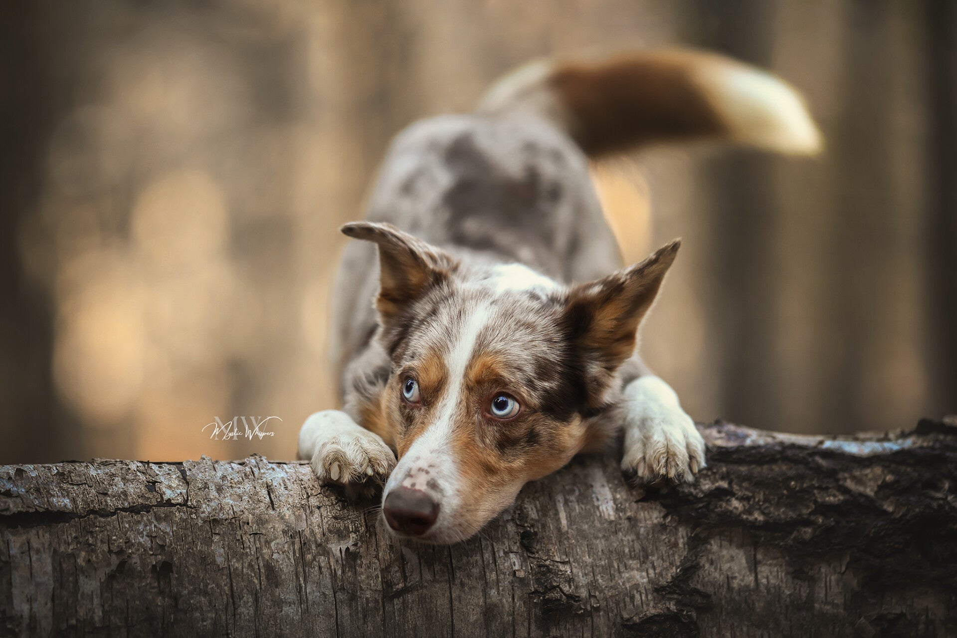 hondenfotograaf veluwe