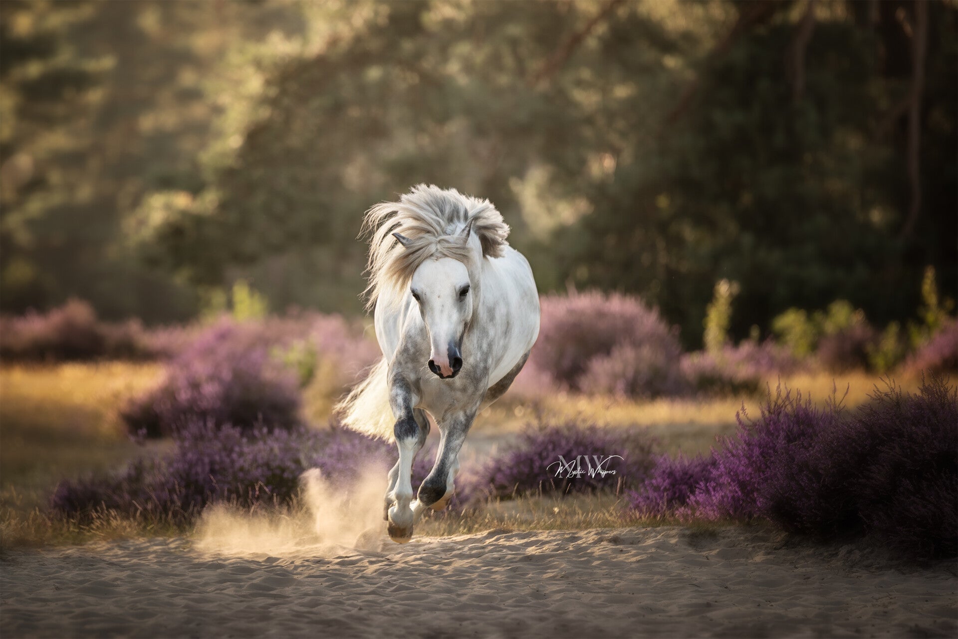 dierenfotograaf Harderwijk