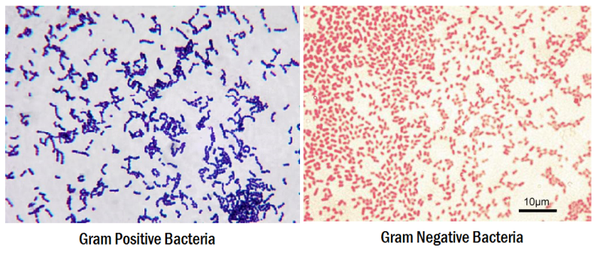 Gram Control Slides