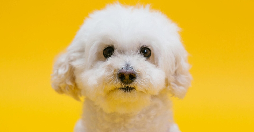 peluquería canina para caniches en goya