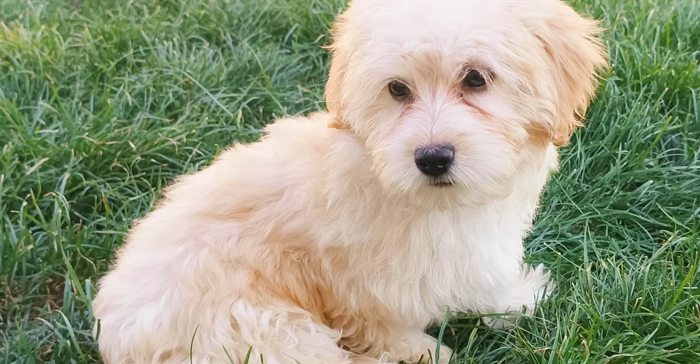 peluquería canina para bichón maltés en goya