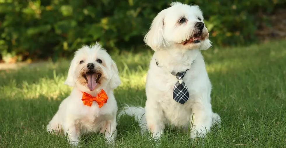 peluquería canina para bichón maltés en goya