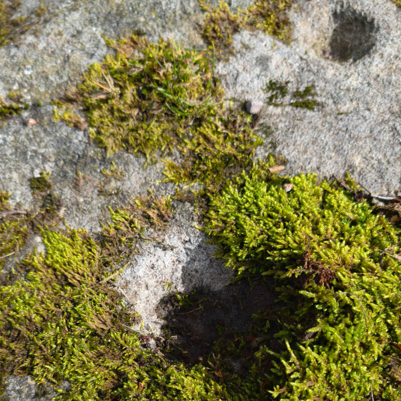 Close-up of a rounded indentation on the prehistoric rock art site near Blackton Reservoir and Mere Beck in Teesdale.