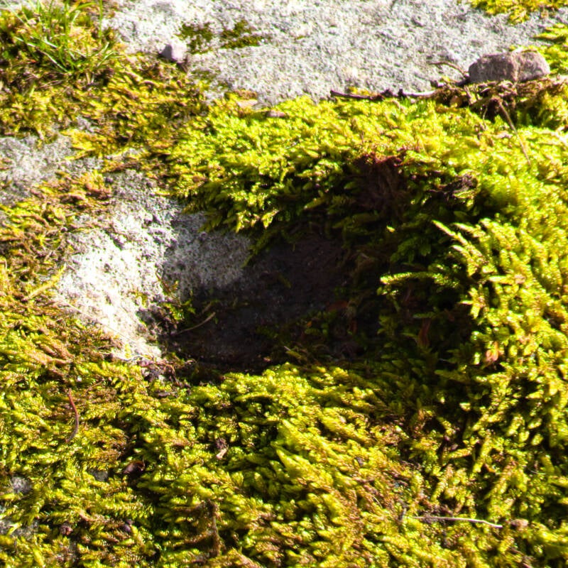 Moss-covered section of the Blackton Reservoir prehistoric rock art panel showing one of the rounded indentations visible during our visit.