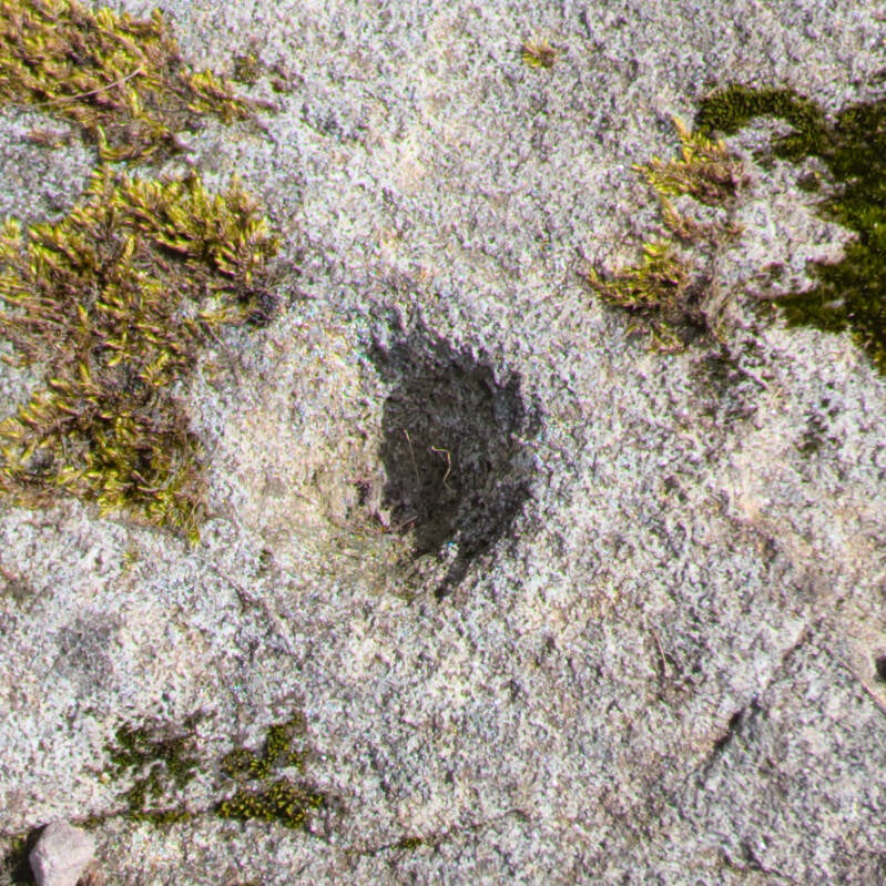 Exposed rock surface at the prehistoric rock art site near Blackton Reservoir in Baldersdale, with moss and grass covering parts of the stone.