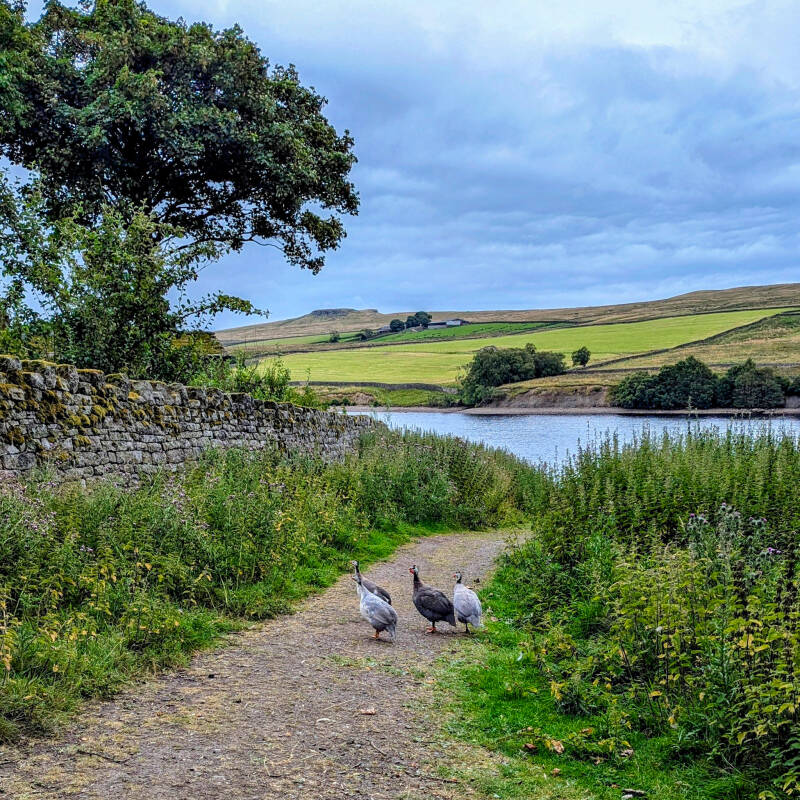 Path beside Blackton Reservoir near Hannah's Meadow with guinea fowl, stone walls and views across Baldersdale, County Durham