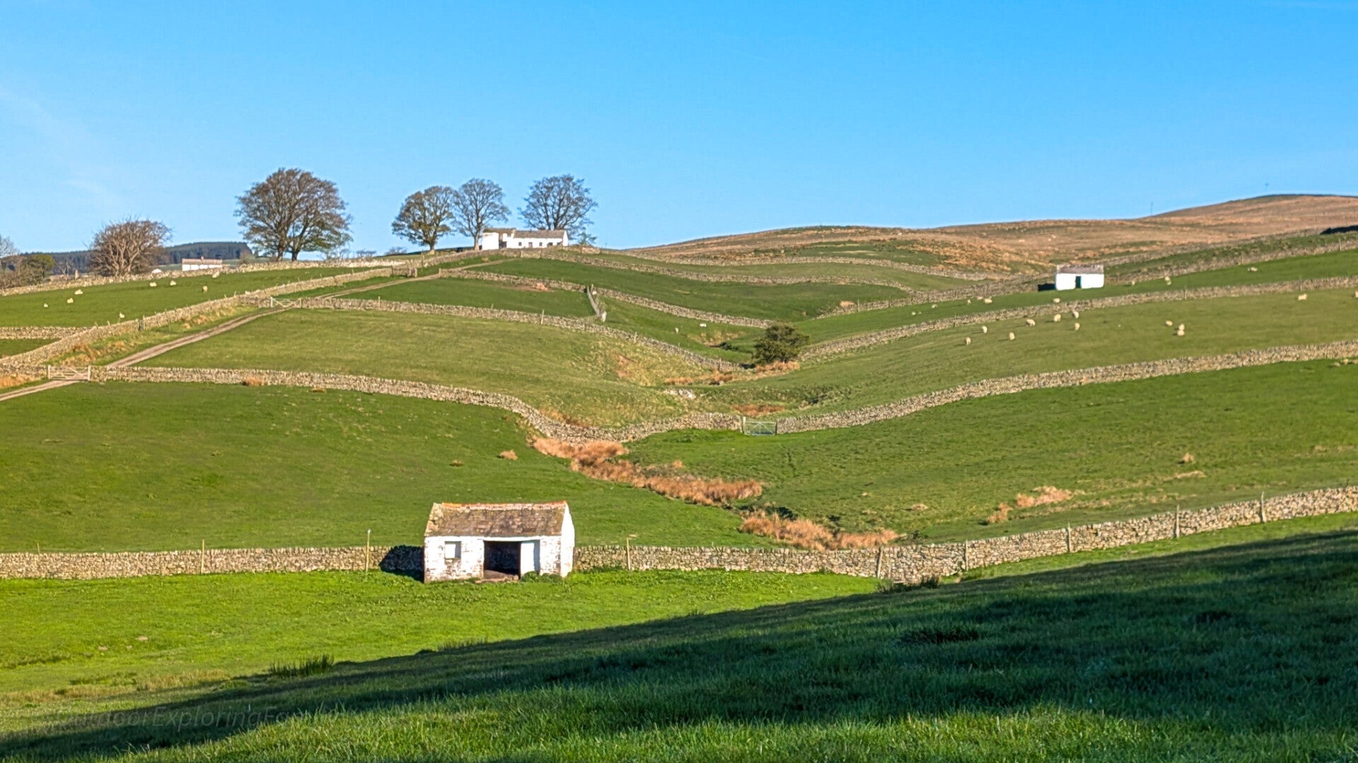 Open Teesdale landscape on Bowlees circular walk with rolling hills dry stone walls and farmland views