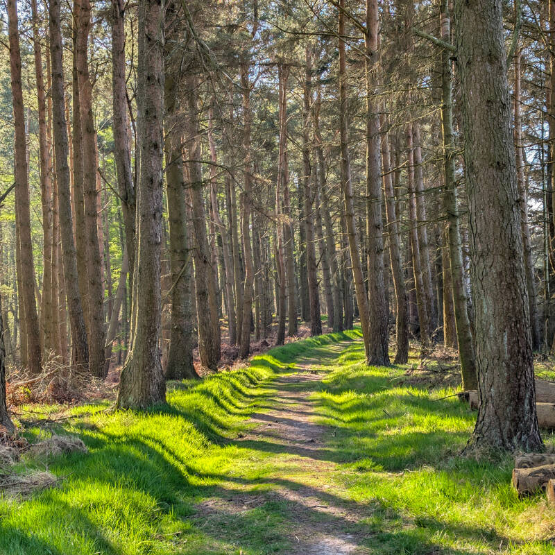 Bowlees Plantation woodland path near Bowlees Visitor Centre in Upper Teesdale with sunlight through trees