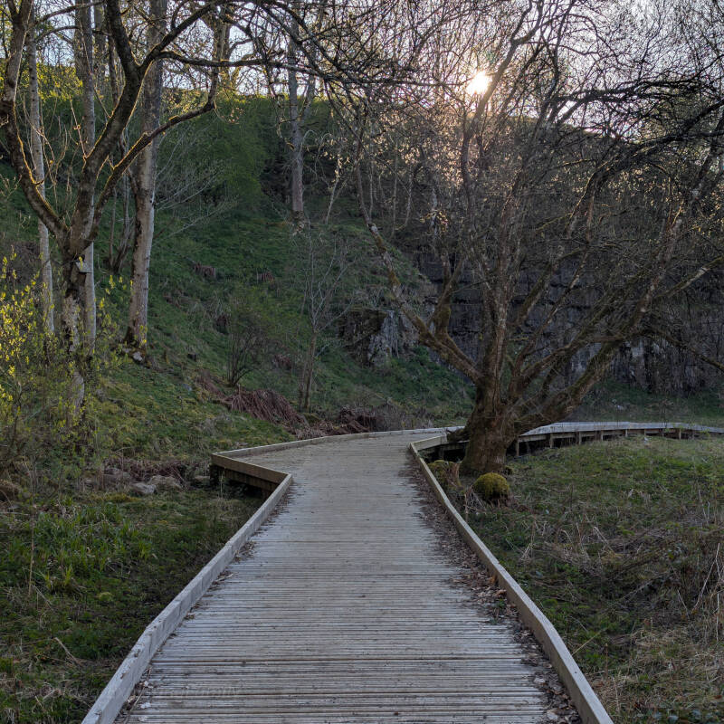 Wooden boardwalk path leading into Bowlees Quarry making access easier across uneven ground
