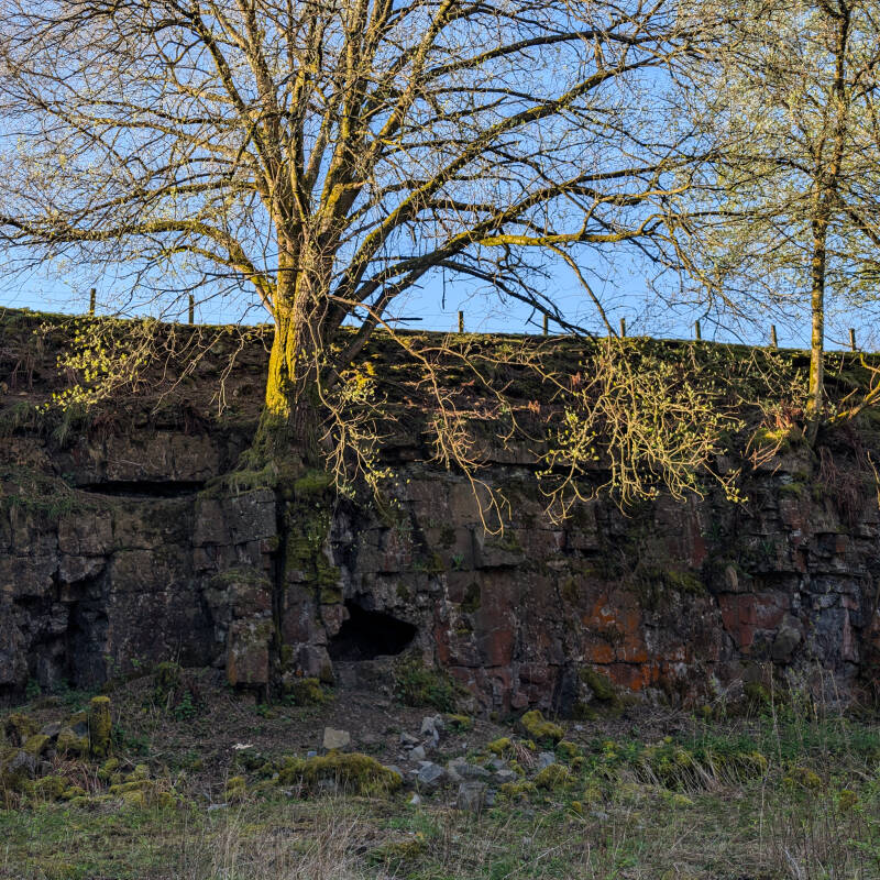 Tree growing from limestone rock face at Bowlees Quarry showing how nature has reclaimed the old quarry