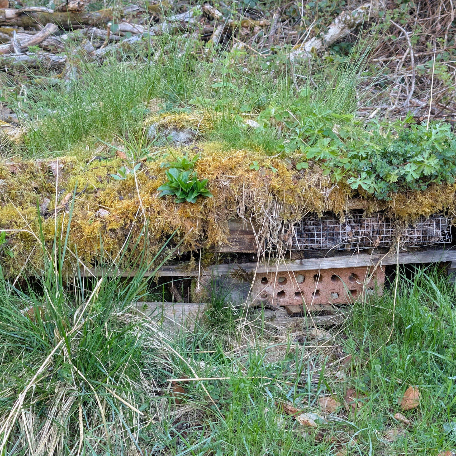 Wildlife habitat feature at Bowlees Quarry designed to support insects and local biodiversity