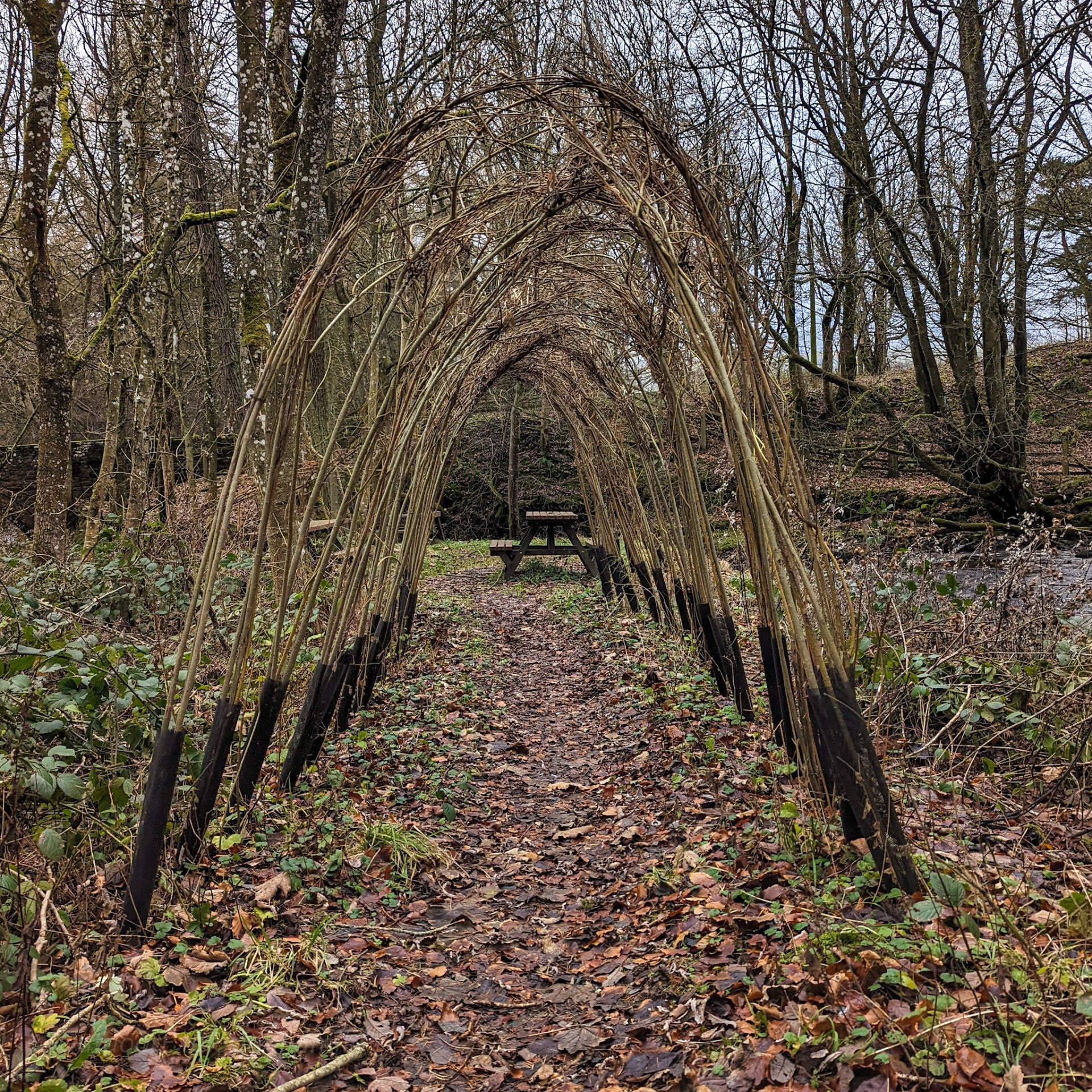 Woodland archway path at Bowlees Visitor Centre leading towards Bow Beck and the hidden waterfall