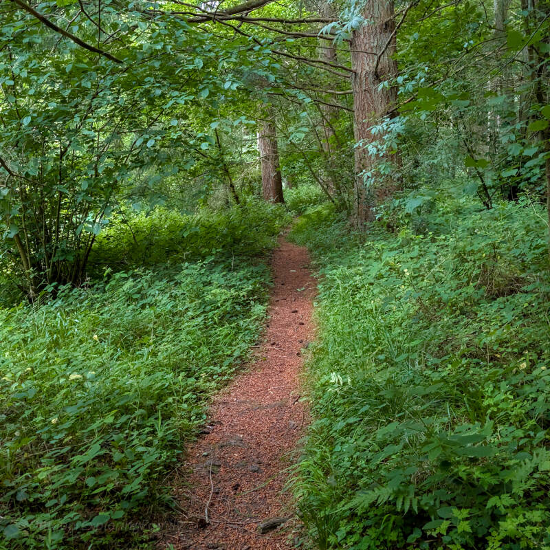 Woodland footpath through Brignall Banks following the River Greta on the Brignall Banks Circular Walk.