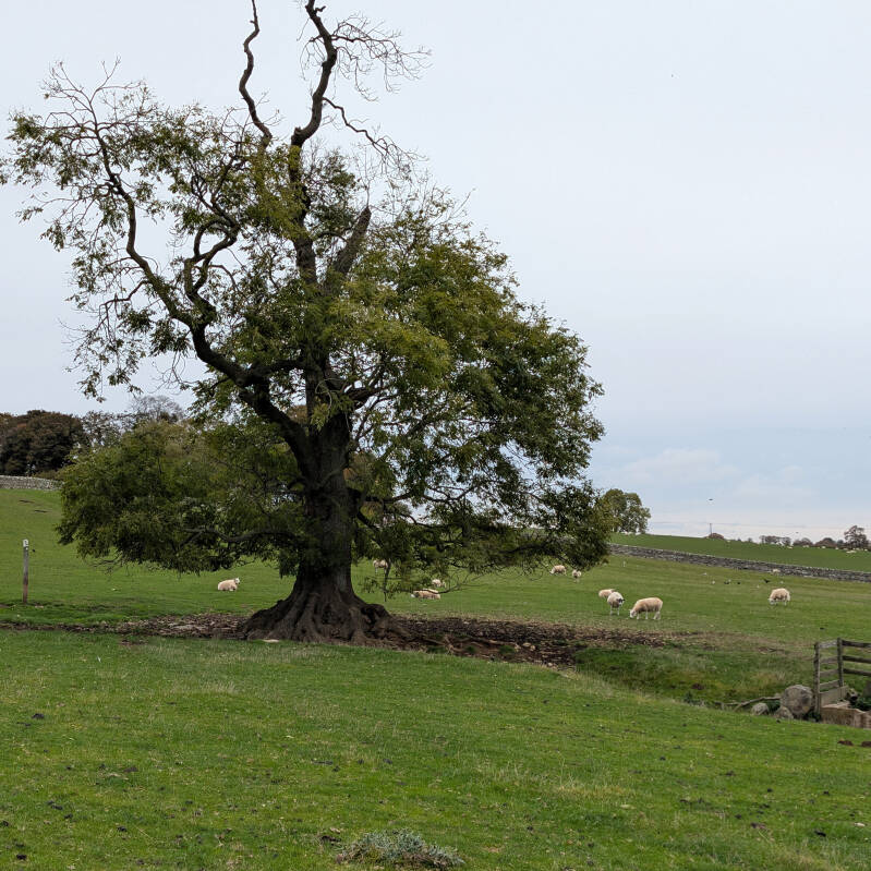 A large old tree standing in a sheep-grazed field along the circular walking route near Whorlton and Rokeby.