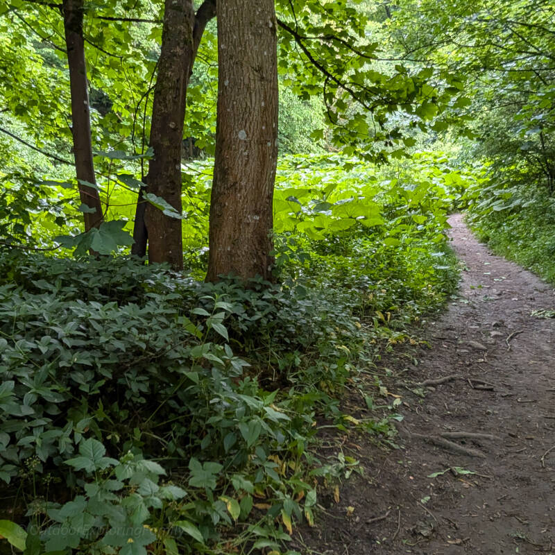 Woodland path through Deepdale near Barnard Castle, lined with dense summer vegetation and trees along the former rifle range route.