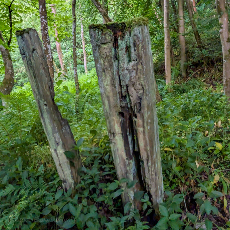 Wooden posts standing in woodland at Deepdale Rifle Range with the stone butts building visible through the trees.