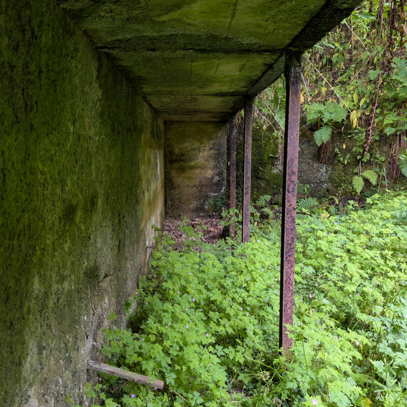 Overgrown gallery structure at Deepdale Rifle Range with concrete roof and iron supports surrounded by thick woodland vegetation