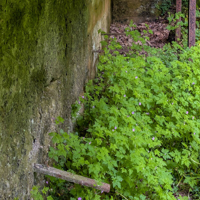 Close‑up of the concrete gallery wall at Deepdale Rifle Range with metal rods and wild geraniums growing along the base.