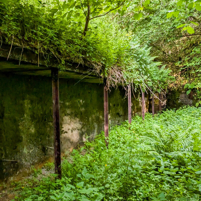 Concrete target gallery at Deepdale Rifle Range with rusted iron supports and dense vegetation reclaiming the structure.